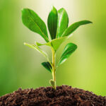 plant sprouting