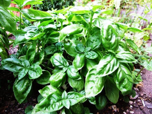 basil plant | Pranalink