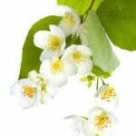 Angel’s Mist Jasmine Absolute Essential Oil