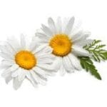 Angel’s Mist Chamomile Essential Oil