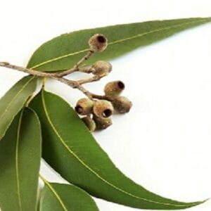 Angel’s Mist Eucalyptus Essential Oil