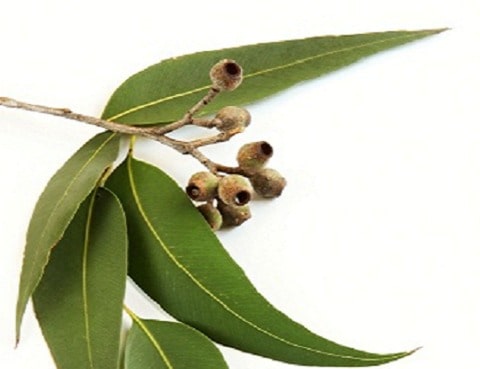 oils eucalyptus | Pranalink