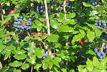 oregon grape root | Pranalink