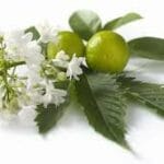 Angel’s Mist Patchouli Essential Oil