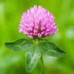 Red Clover Tincture