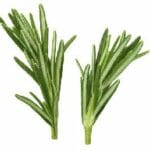 Angel’s Mist Rosemary Essential Oil