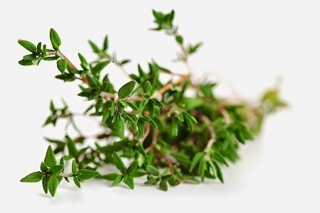 thyme herb oil | Pranalink