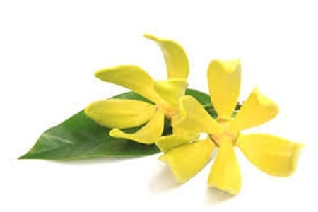 ylang ylang flowers | Pranalink