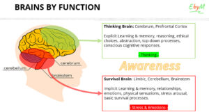 Brains by Function | Pranalink