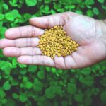 weight loss herbs