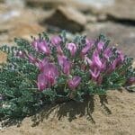 astragalus
