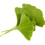 Ginkgo Biloba