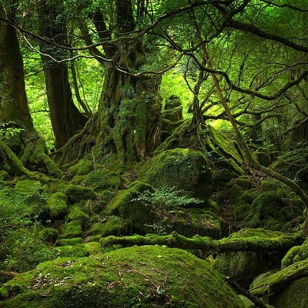 9 sacred woods inc | Pranalink